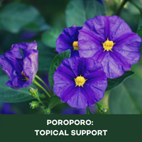 Phytomed Blog Poroporo topical support